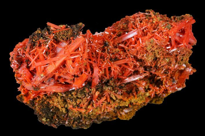 Bright Orange Crocoite Crystal Cluster - Tasmania #171675